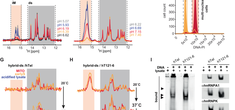 The DNA i-motif is thought to be rare in humans