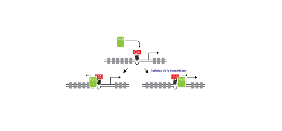 Au-delà de la séquence : quand la structure de l’ADN régule les gènes