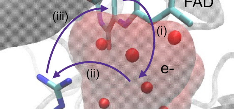 Femtosecond spectroscopy and molecular modeling uncover new insights into flavin photochemistry