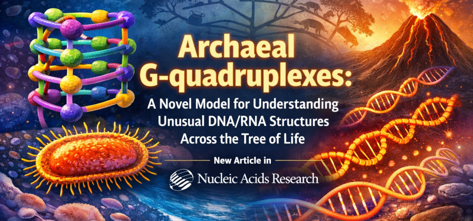 New publication in Nucleic Acids Research ”Archaeal G-quadruplexes: a novel model for understanding unusual DNA/RNA structures across the tree of life"