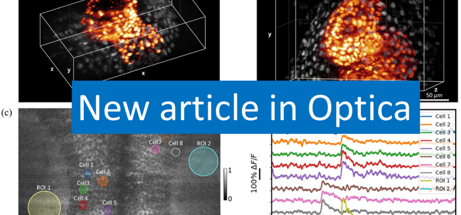 New publication in Optica - Two-photon light-sheet live imaging at kilohertz frame rate using birefringence-based pulse splitting