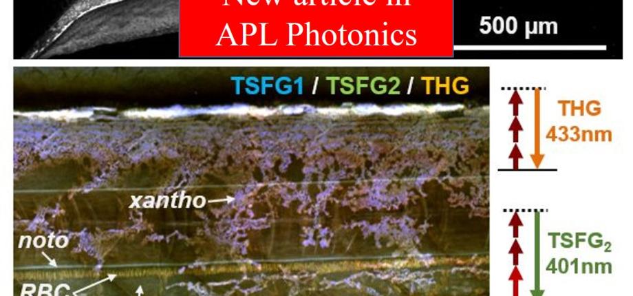 Copie de New publication in Optica - Two-photon light-sheet live imaging at kilohertz frame rate using birefringence-based pulse splitting