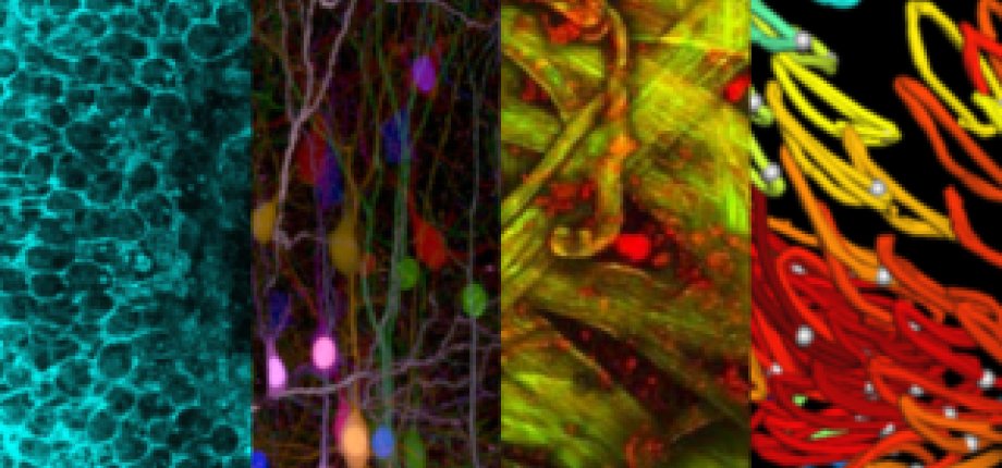 Advanced microscopies & tissue physiology