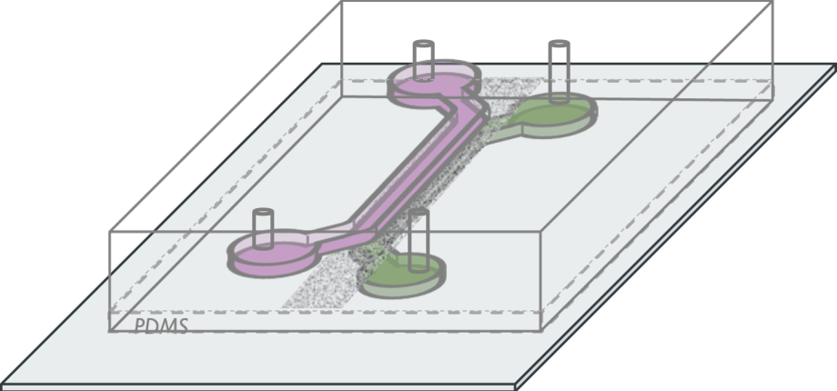 Microfluidics and organs-on-chips