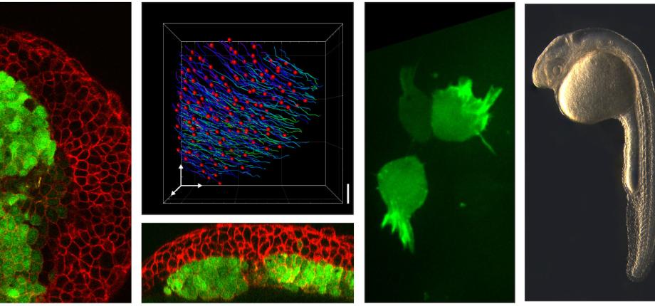 Cell migration and morphogenesis in the early embryo