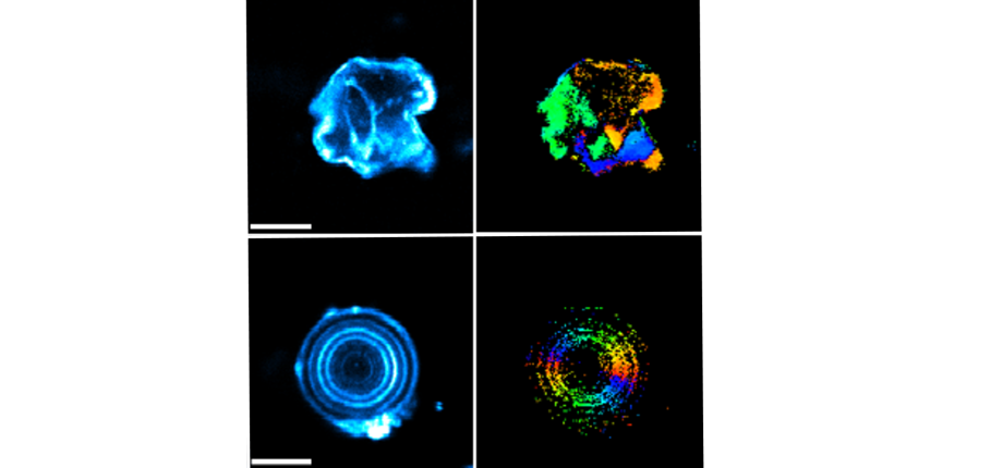 Nonlinear polarimetry