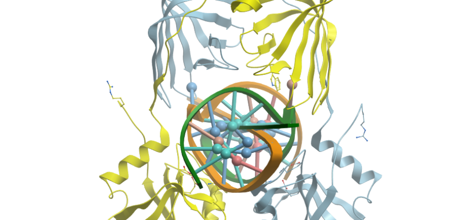 DNA repair in prokaryotes