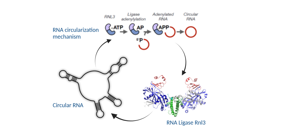Functions and diversity of circular RNAs in archaea