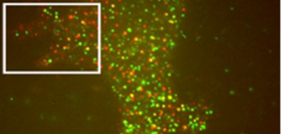 Single molecule imaging