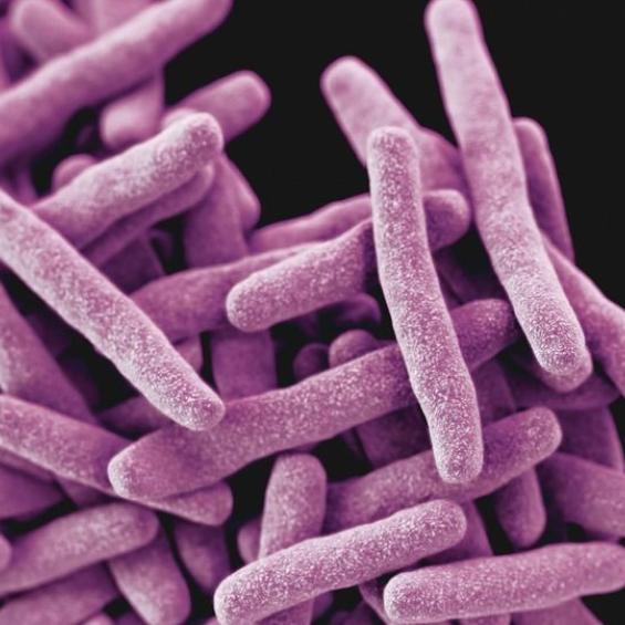 Defects in DNA repair genes drive the emergence of antimicrobial resistance in Mycobacterium tuberculosis