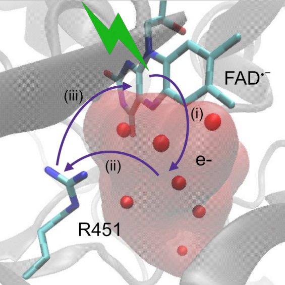Femtosecond spectroscopy and molecular modeling uncover new insights into flavin photochemistry