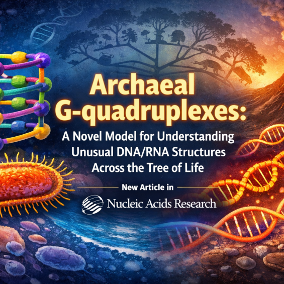 New publication in Nucleic Acids Research ”Archaeal G-quadruplexes: a novel model for understanding unusual DNA/RNA structures across the tree of life"