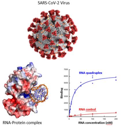 Les G-quadruplexes d'ADN interagissent avec le SARS-Cov-2