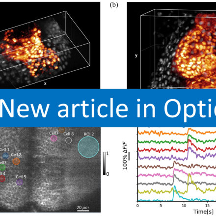 New publication in Optica - Two-photon light-sheet live imaging at kilohertz frame rate using birefringence-based pulse splitting