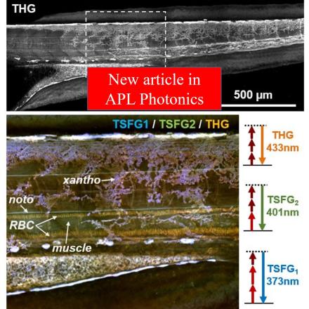 New publication in APL Photonics - Resonant third harmonic generation in biological pigments